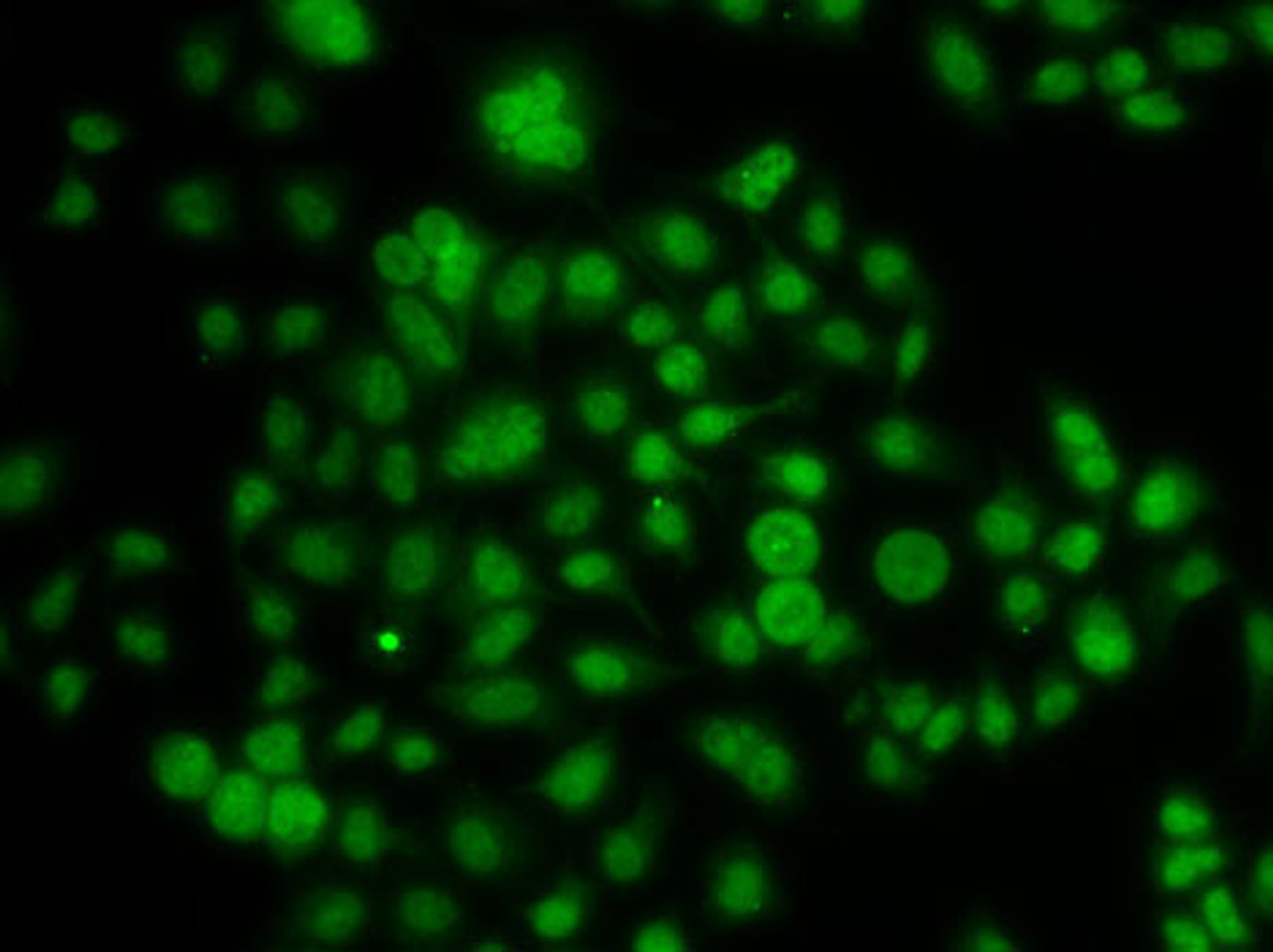 Immunofluorescence analysis of A-549 cells using ATOH7 antibody (22-826) .