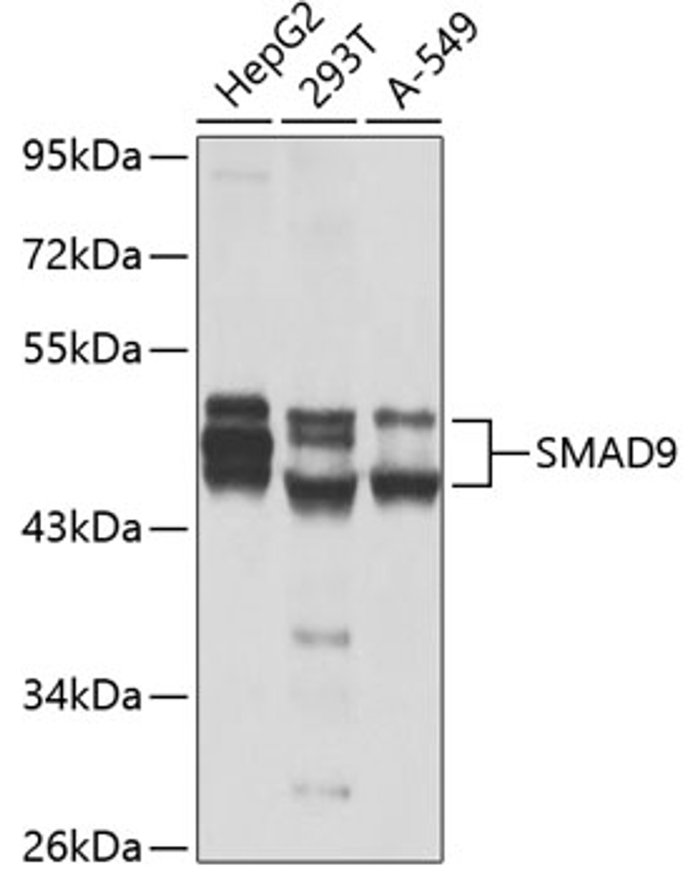 Western blot analysis of extracts of various cell lines, using SMAD9 antibody (23-001) at 1:1000 dilution.<br/>Secondary antibody: HRP Goat Anti-Rabbit IgG (H+L) at 1:10000 dilution.<br/>Lysates/proteins: 25ug per lane.<br/>Blocking buffer: 3% nonfat dry milk in TBST.<br/>Detection: ECL Basic Kit.<br/>Exposure time: 30s.