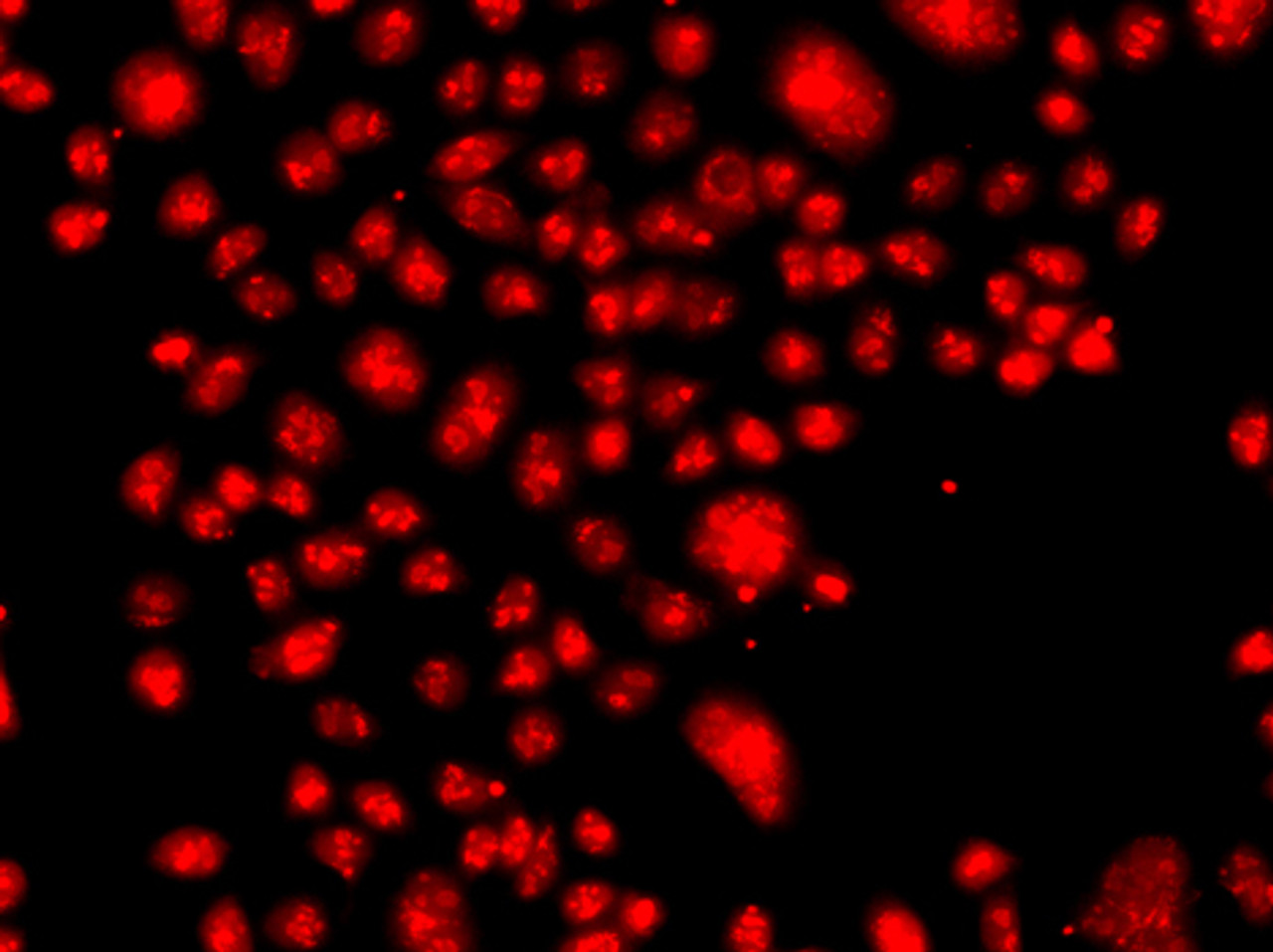 Immunofluorescence analysis of A549 cells using FANCM antibody (23-050) .