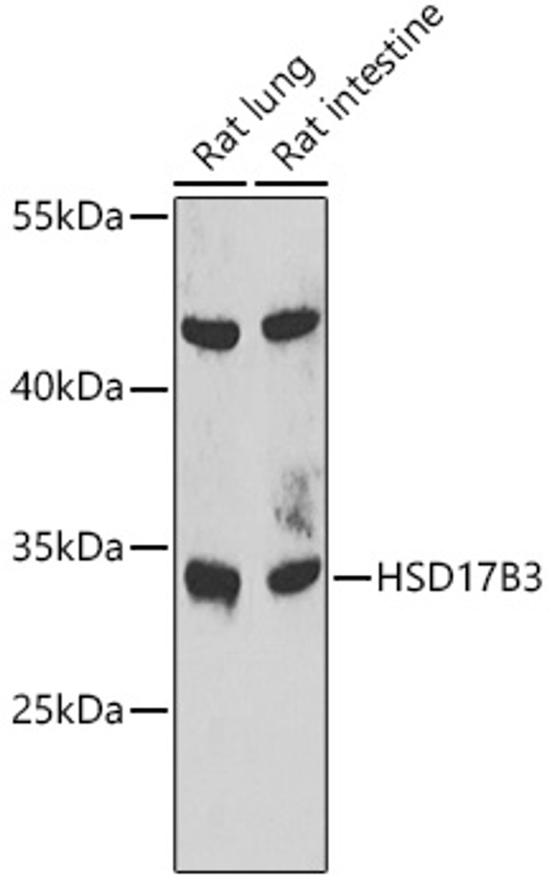 Western blot analysis of extracts of various cell lines, using HSD17B3 antibody (23-107) at 1:1000 dilution.<br/>Secondary antibody: HRP Goat Anti-Rabbit IgG (H+L) at 1:10000 dilution.<br/>Lysates/proteins: 25ug per lane.<br/>Blocking buffer: 3% nonfat dry milk in TBST.<br/>Detection: ECL Enhanced Kit.<br/>Exposure time: 30s.