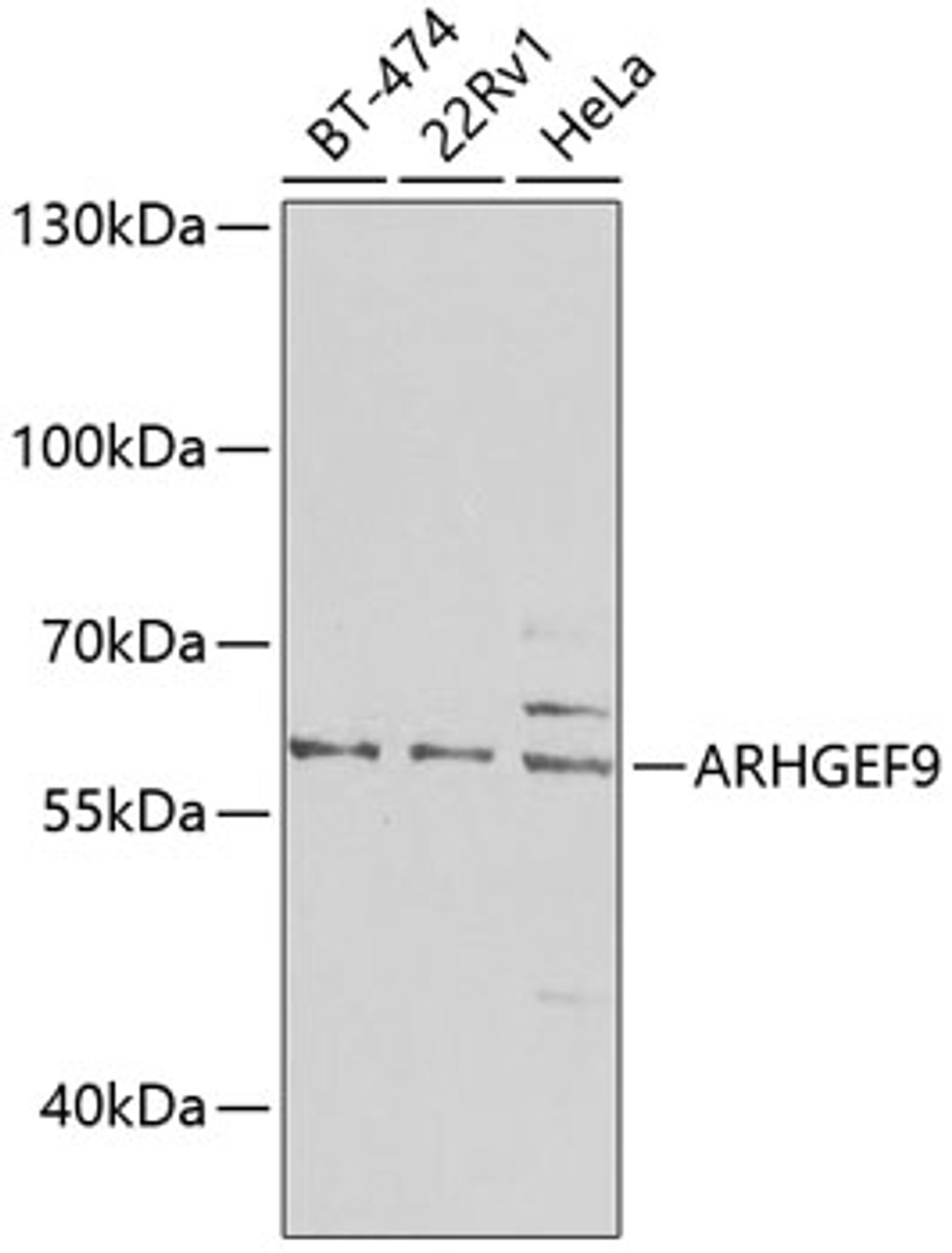 Western blot analysis of extracts of various cell lines, using ARHGEF9 antibody (23-314) at 1:1000 dilution.<br/>Secondary antibody: HRP Goat Anti-Rabbit IgG (H+L) at 1:10000 dilution.<br/>Lysates/proteins: 25ug per lane.<br/>Blocking buffer: 3% nonfat dry milk in TBST.<br/>Detection: ECL Basic Kit.<br/>Exposure time: 90s.