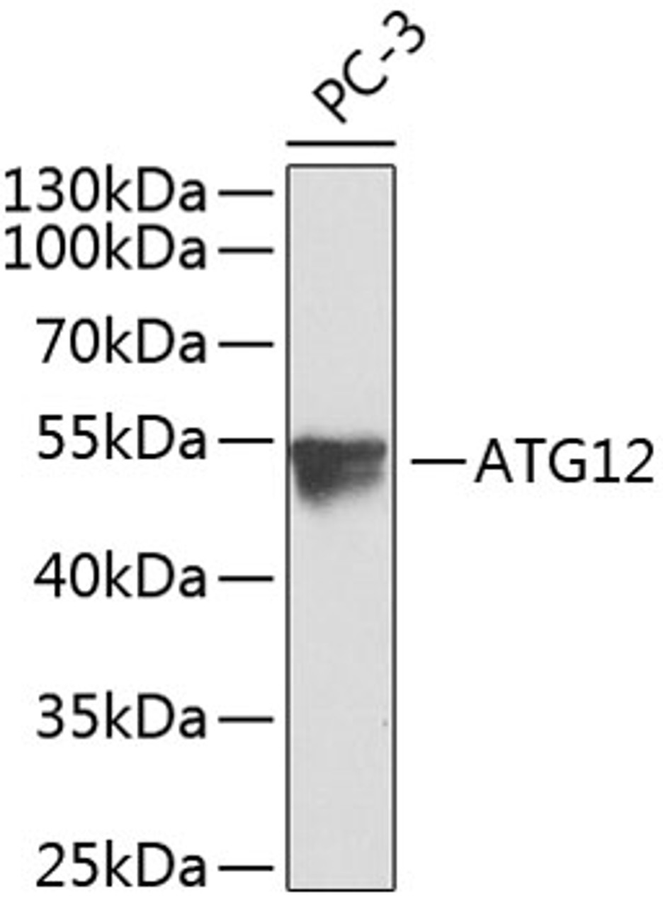Western blot analysis of extracts of PC-3 cells, using ATG12 antibody (23-385) .<br/>Secondary antibody: HRP Goat Anti-Mouse IgG (H+L) (AS003) at 1:10000 dilution.<br/>Lysates/proteins: 25ug per lane.<br/>Blocking buffer: 3% nonfat dry milk in TBST.