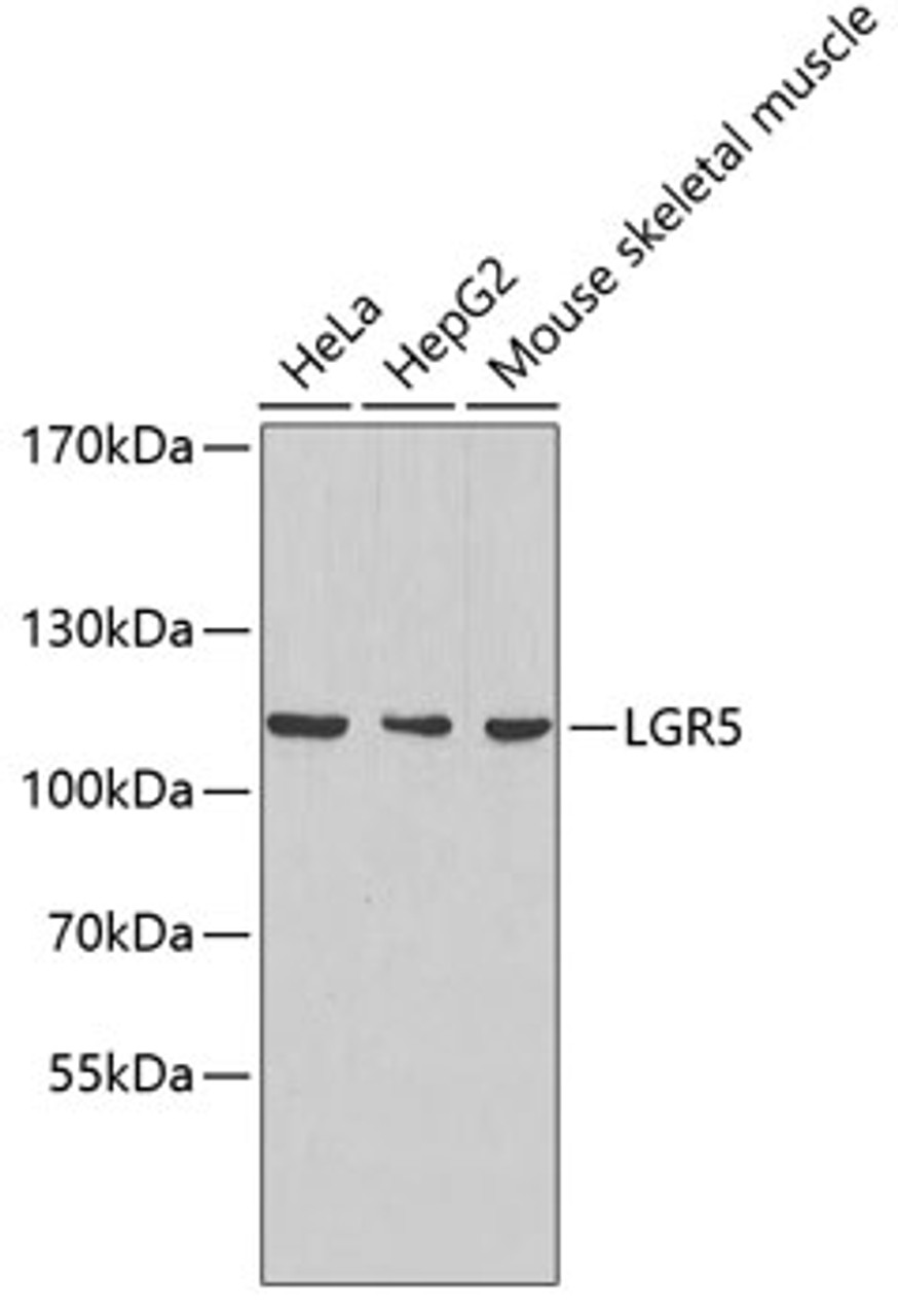 Western blot analysis of extracts of various cell lines, using LGR5 antibody (23-394) .<br/>Secondary antibody: HRP Goat Anti-Rabbit IgG (H+L) at 1:10000 dilution.<br/>Lysates/proteins: 25ug per lane.<br/>Blocking buffer: 3% nonfat dry milk in TBST.