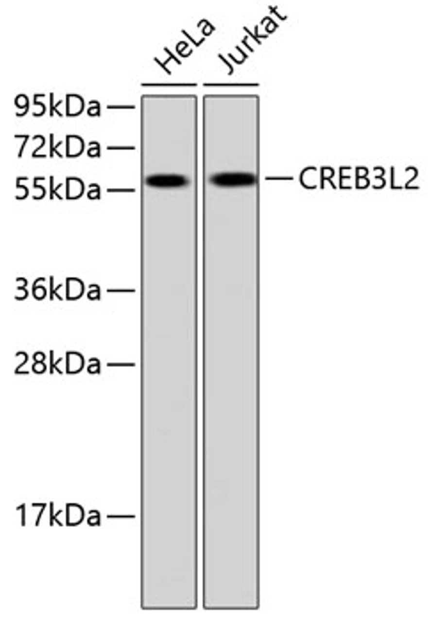 Western blot analysis of extracts of various cell lines, using CREB3L2 antibody (23-478) .<br/>Secondary antibody: HRP Goat Anti-Rabbit IgG (H+L) at 1:10000 dilution.<br/>Lysates/proteins: 25ug per lane.<br/>Blocking buffer: 3% nonfat dry milk in TBST.