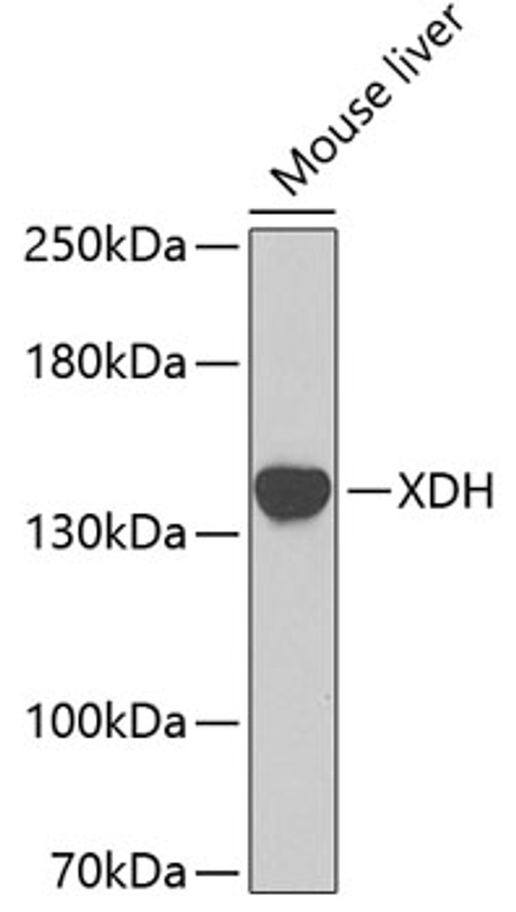 Western blot analysis of extracts of mouse liver, using XDH antibody (23-497) .<br/>Secondary antibody: HRP Goat Anti-Rabbit IgG (H+L) at 1:10000 dilution.<br/>Lysates/proteins: 25ug per lane.<br/>Blocking buffer: 3% nonfat dry milk in TBST.