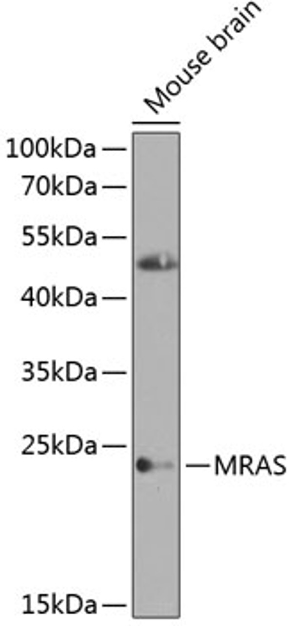 Western blot analysis of extracts of mouse brain, using MRAS antibody (23-505) at 1:1000 dilution.<br/>Secondary antibody: HRP Goat Anti-Rabbit IgG (H+L) at 1:10000 dilution.<br/>Lysates/proteins: 25ug per lane.<br/>Blocking buffer: 3% nonfat dry milk in TBST.<br/>Detection: ECL Enhanced Kit.<br/>Exposure time: 15s.