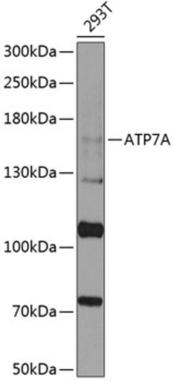 Western blot analysis of extracts of 293T cells, using ATP7A antibody (23-556) at 1:1000 dilution.<br/>Secondary antibody: HRP Goat Anti-Rabbit IgG (H+L) at 1:10000 dilution.<br/>Lysates/proteins: 25ug per lane.<br/>Blocking buffer: 3% nonfat dry milk in TBST.<br/>Detection: ECL Basic Kit.<br/>Exposure time: 90s.