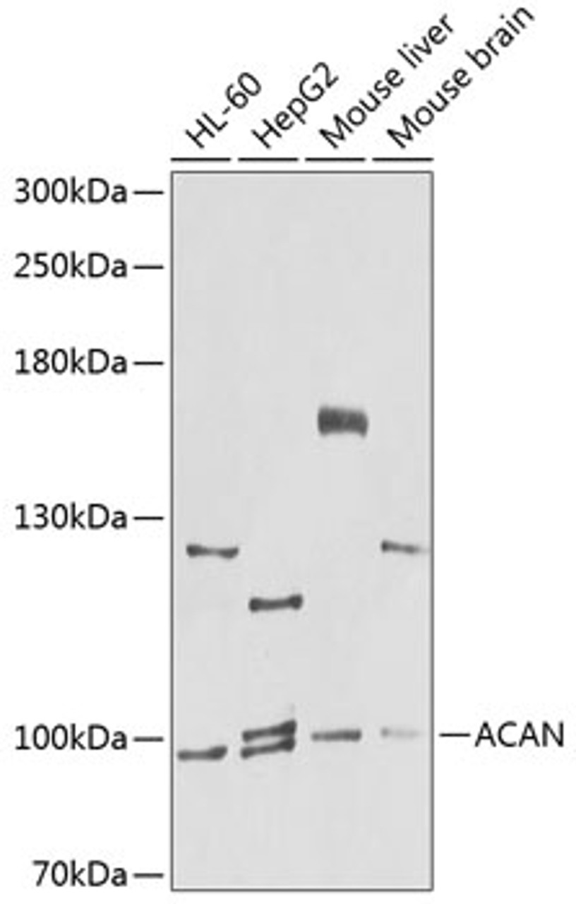 Western blot analysis of extracts of various cell lines, using ACAN antibody (23-644) at 1:1000 dilution.<br/>Secondary antibody: HRP Goat Anti-Rabbit IgG (H+L) at 1:10000 dilution.<br/>Lysates/proteins: 25ug per lane.<br/>Blocking buffer: 3% nonfat dry milk in TBST.<br/>Detection: ECL Basic Kit.<br/>Exposure time: 90s.