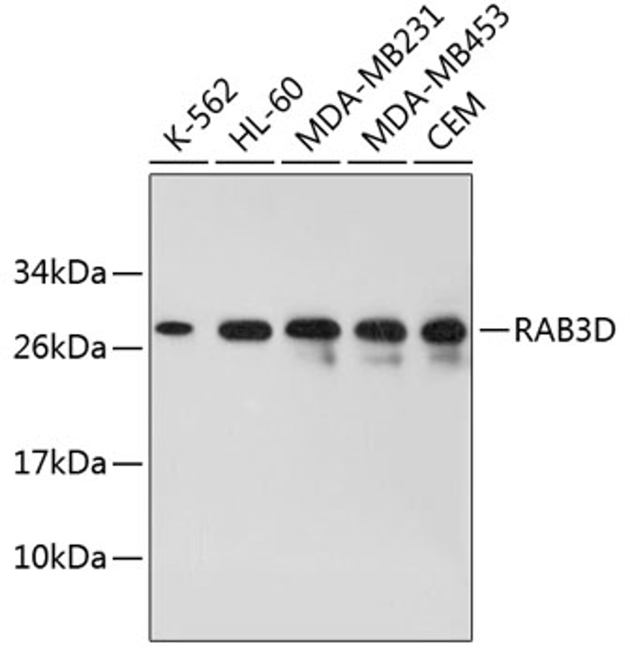 Western blot analysis of extracts of various cell lines, using RAB3D antibody (23-729) .<br/>Secondary antibody: HRP Goat Anti-Rabbit IgG (H+L) at 1:10000 dilution.<br/>Lysates/proteins: 25ug per lane.<br/>Blocking buffer: 3% nonfat dry milk in TBST.
