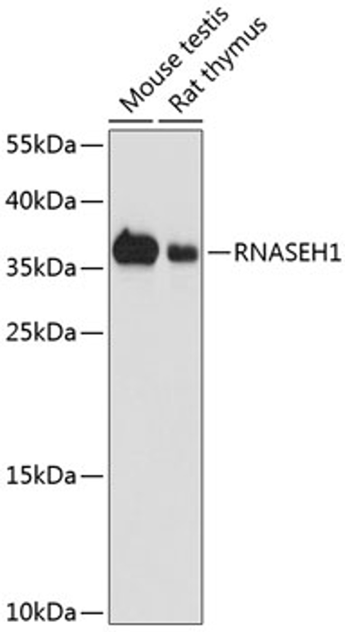 Western blot analysis of extracts of various cell lines, using RNASEH1 antibody (23-796) at 1:1000 dilution.<br/>Secondary antibody: HRP Goat Anti-Rabbit IgG (H+L) at 1:10000 dilution.<br/>Lysates/proteins: 25ug per lane.<br/>Blocking buffer: 3% nonfat dry milk in TBST.<br/>Detection: ECL Basic Kit.<br/>Exposure time: 10s.