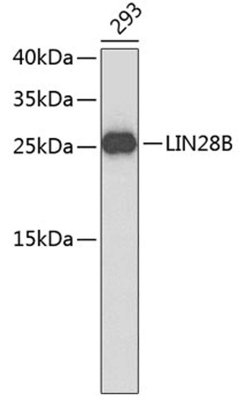 Western blot analysis of extracts of HEK-293 cells, using LIN28B antibody (23-805) .<br/>Secondary antibody: HRP Goat Anti-Rabbit IgG (H+L) at 1:10000 dilution.<br/>Lysates/proteins: 25ug per lane.<br/>Blocking buffer: 3% nonfat dry milk in TBST.