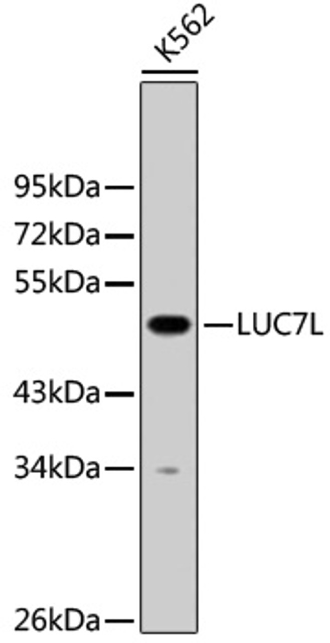 Western blot analysis of extracts of K562 cells, using LUC7L antibody (23-821) at 1:1000 dilution.<br/>Secondary antibody: HRP Goat Anti-Rabbit IgG (H+L) at 1:10000 dilution.<br/>Lysates/proteins: 25ug per lane.<br/>Blocking buffer: 3% nonfat dry milk in TBST.