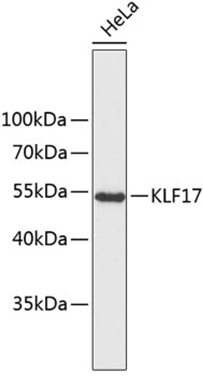 Western blot analysis of extracts of HeLa cells, using KLF17 antibody (23-827) .<br/>Secondary antibody: HRP Goat Anti-Rabbit IgG (H+L) at 1:10000 dilution.<br/>Lysates/proteins: 25ug per lane.<br/>Blocking buffer: 3% nonfat dry milk in TBST.