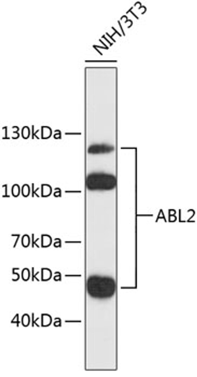 Western blot analysis of extracts of NIH/3T3 cells, using ABL2 antibody (23-831) .<br/>Secondary antibody: HRP Goat Anti-Mouse IgG (H+L) (AS003) at 1:10000 dilution.<br/>Lysates/proteins: 25ug per lane.<br/>Blocking buffer: 3% nonfat dry milk in TBST.