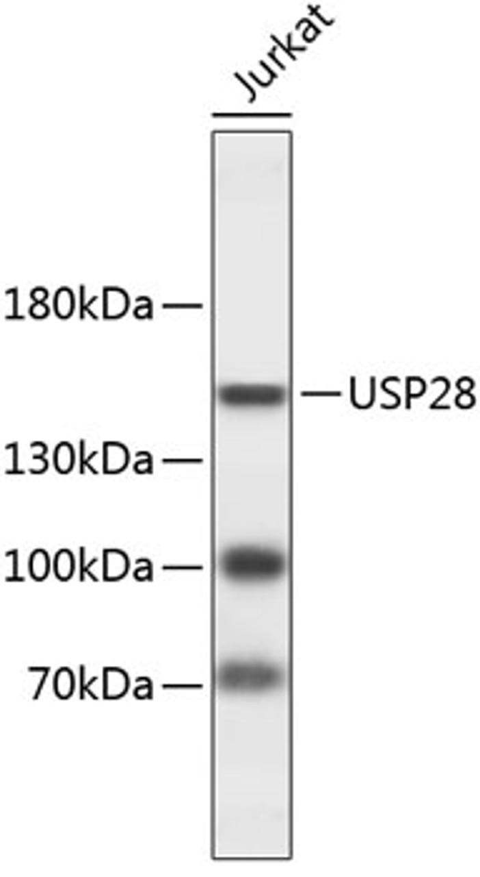 Western blot analysis of extracts of Jurkat cells, using USP28 antibody (23-834) .<br/>Secondary antibody: HRP Goat Anti-Rabbit IgG (H+L) at 1:10000 dilution.<br/>Lysates/proteins: 25ug per lane.<br/>Blocking buffer: 3% nonfat dry milk in TBST.