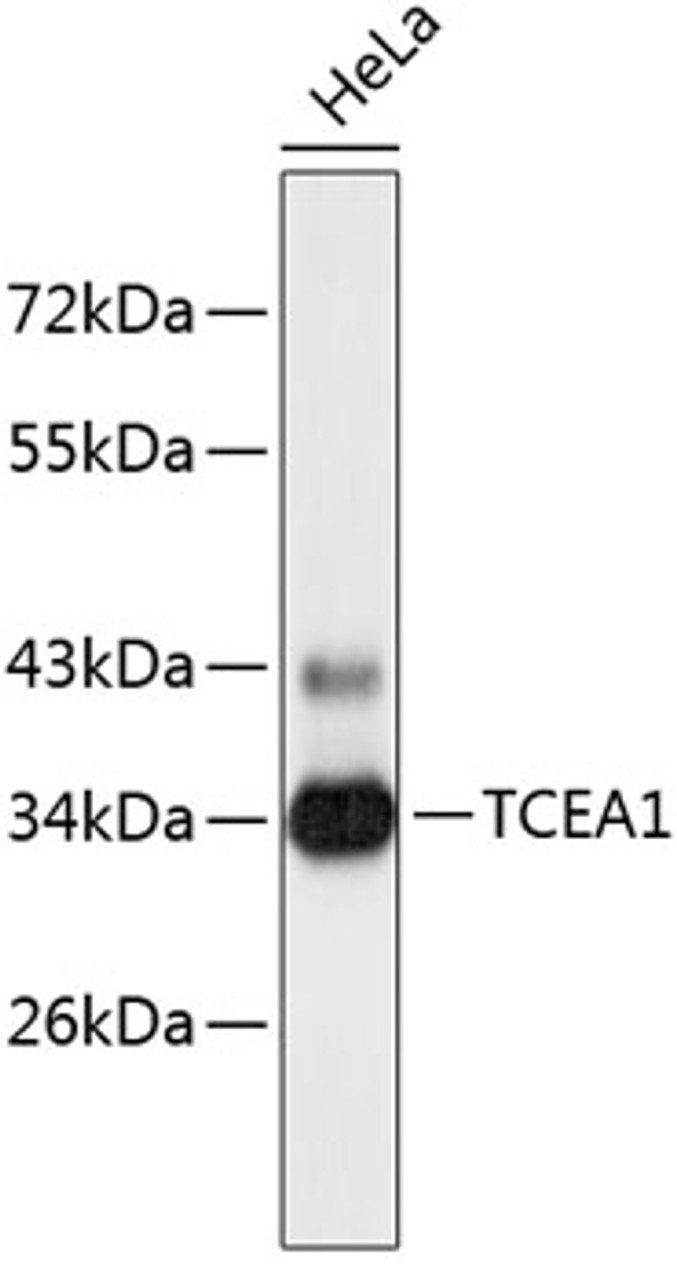 Western blot analysis of extracts of HeLa cells, using TCEA1 antibody (23-839) .<br/>Secondary antibody: HRP Goat Anti-Rabbit IgG (H+L) at 1:10000 dilution.<br/>Lysates/proteins: 25ug per lane.<br/>Blocking buffer: 3% nonfat dry milk in TBST.