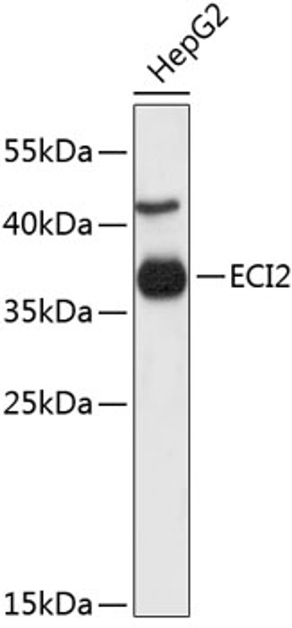 Western blot analysis of extracts of HepG2 cells, using ECI2 antibody (23-855) .<br/>Secondary antibody: HRP Goat Anti-Rabbit IgG (H+L) at 1:10000 dilution.<br/>Lysates/proteins: 25ug per lane.<br/>Blocking buffer: 3% nonfat dry milk in TBST.