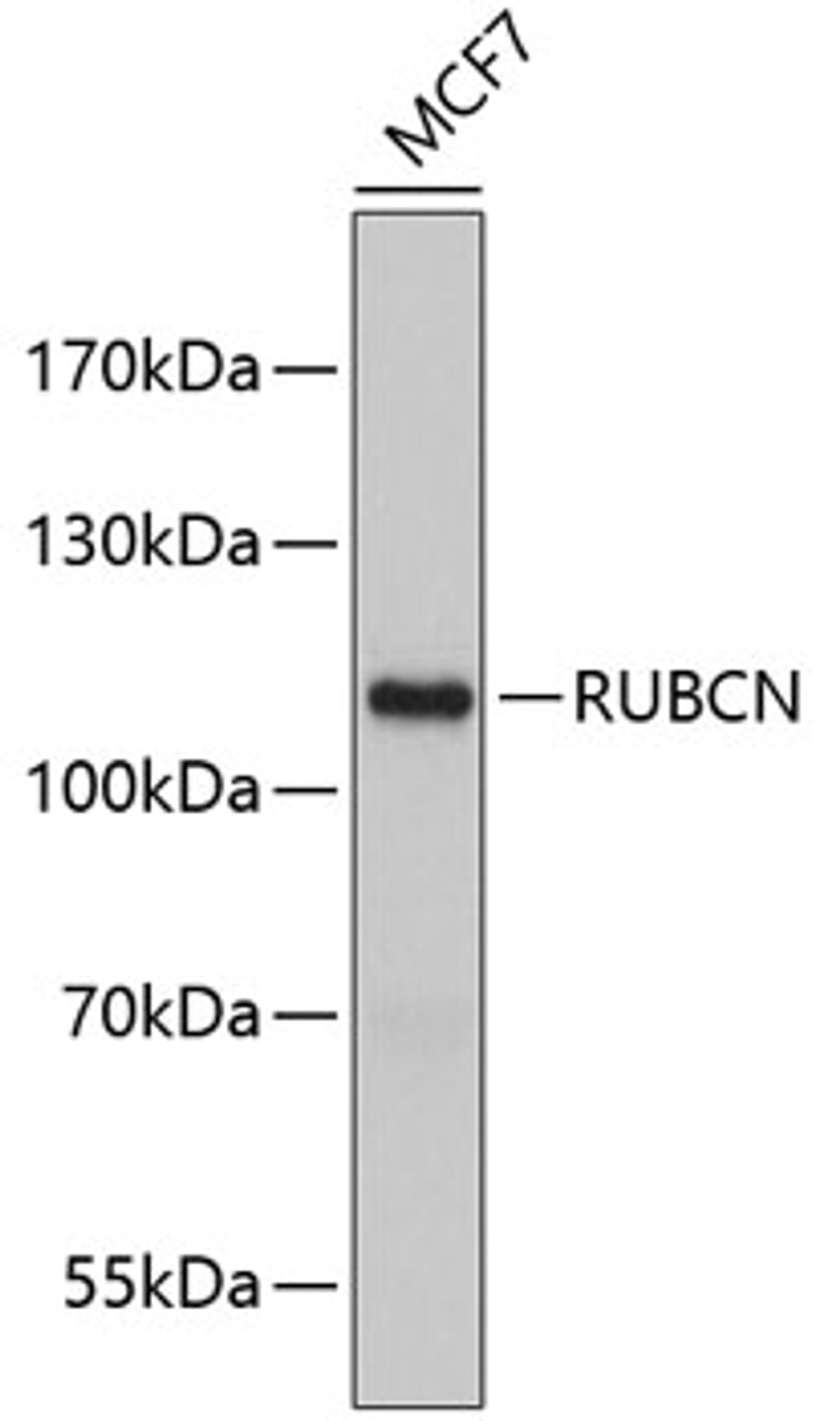 Western blot analysis of extracts of MCF-7 cells, using RUBCN antibody (23-865) .<br/>Secondary antibody: HRP Goat Anti-Rabbit IgG (H+L) at 1:10000 dilution.<br/>Lysates/proteins: 25ug per lane.<br/>Blocking buffer: 3% nonfat dry milk in TBST.