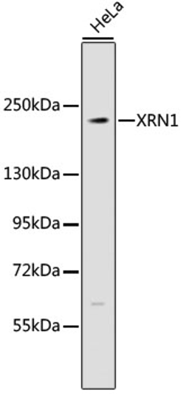 Western blot analysis of extracts of HeLa cells, using XRN1 antibody (23-880) at dilution.<br/>Secondary antibody: HRP Goat Anti-Rabbit IgG (H+L) at 1:10000 dilution.<br/>Lysates/proteins: 25ug per lane.<br/>Blocking buffer: 3% nonfat dry milk in TBST.