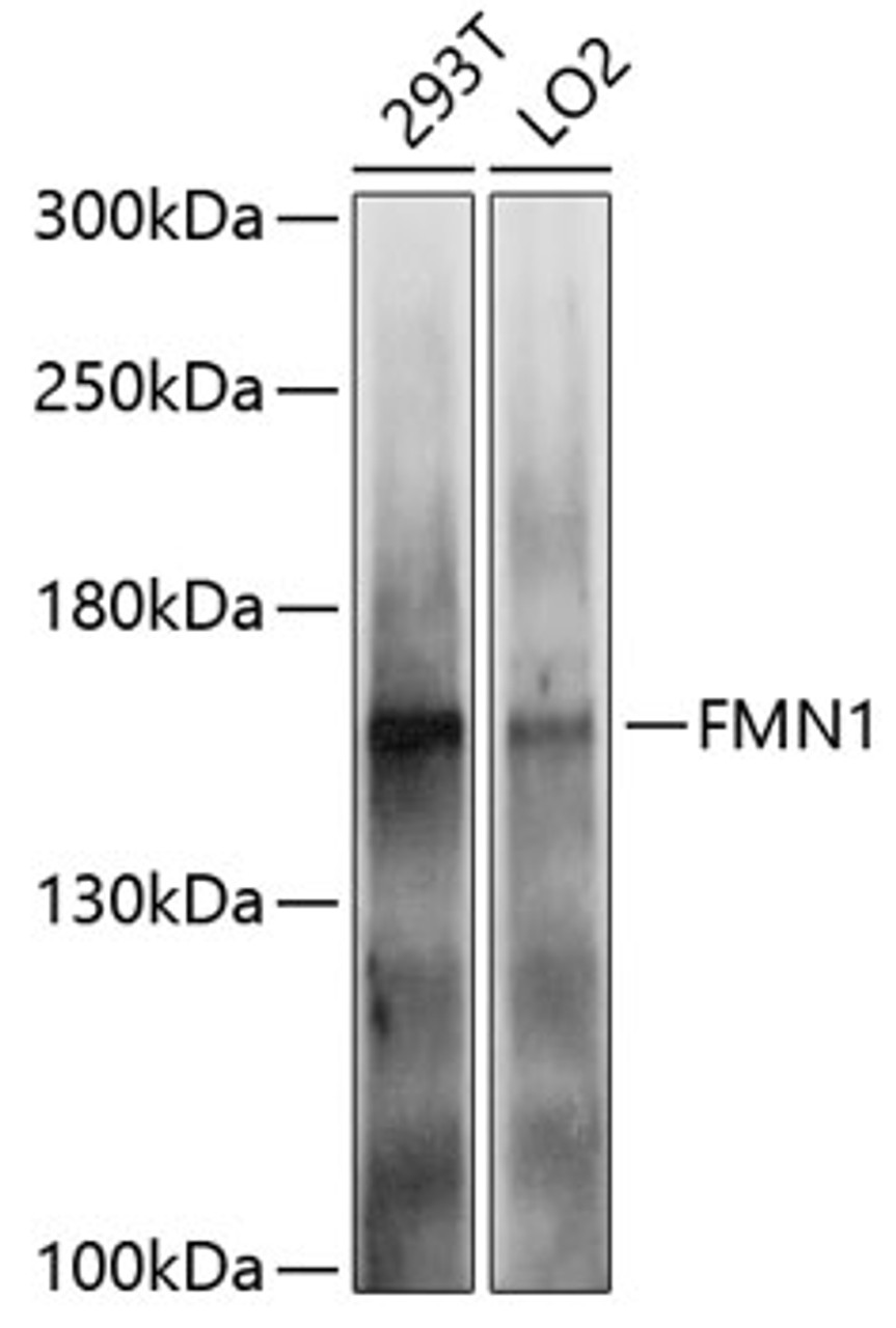 Western blot analysis of extracts of various cell lines, using FMN1 antibody (23-901) at 1:1000 dilution.<br/>Secondary antibody: HRP Goat Anti-Rabbit IgG (H+L) at 1:10000 dilution.<br/>Lysates/proteins: 25ug per lane.<br/>Blocking buffer: 3% nonfat dry milk in TBST.<br/>Detection: ECL Basic Kit.<br/>Exposure time: 1s.