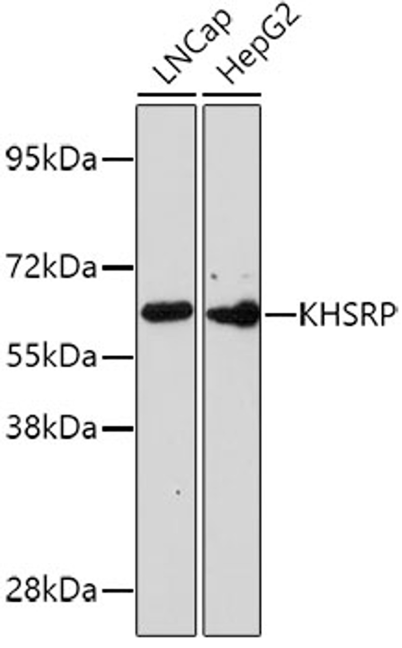 Western blot analysis of extracts of various cell lines, using KHSRP antibody (23-904) .<br/>Secondary antibody: HRP Goat Anti-Rabbit IgG (H+L) at 1:10000 dilution.<br/>Lysates/proteins: 25ug per lane.<br/>Blocking buffer: 3% nonfat dry milk in TBST.