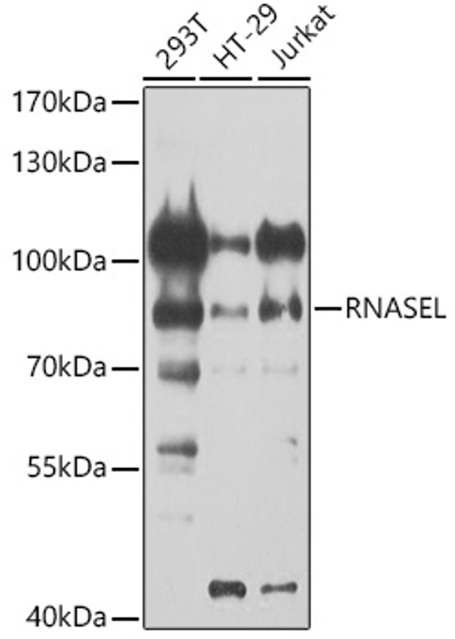 Western blot analysis of extracts of various cell lines, using RNASEL antibody (23-936) at 1:1000 dilution.<br/>Secondary antibody: HRP Goat Anti-Rabbit IgG (H+L) at 1:10000 dilution.<br/>Lysates/proteins: 25ug per lane.<br/>Blocking buffer: 3% nonfat dry milk in TBST.<br/>Detection: ECL Basic Kit.<br/>Exposure time: 30s.