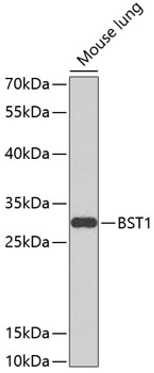 Western blot analysis of extracts of mouse lung, using BST1 antibody (23-965) at 1:1000 dilution.<br/>Secondary antibody: HRP Goat Anti-Rabbit IgG (H+L) at 1:10000 dilution.<br/>Lysates/proteins: 25ug per lane.<br/>Blocking buffer: 3% nonfat dry milk in TBST.<br/>Detection: ECL Basic Kit.<br/>Exposure time: 90s.