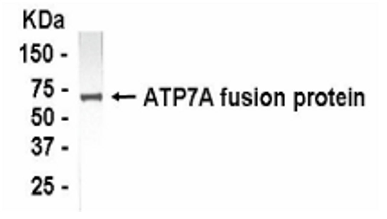 Western Blot: XW-7048 dilution: 1:2, 000, Goat anti-IgY-HRP dilution: 1:1, 000. Test antigen: e. coli derived fusion protein. Colorimetric method for signal development.