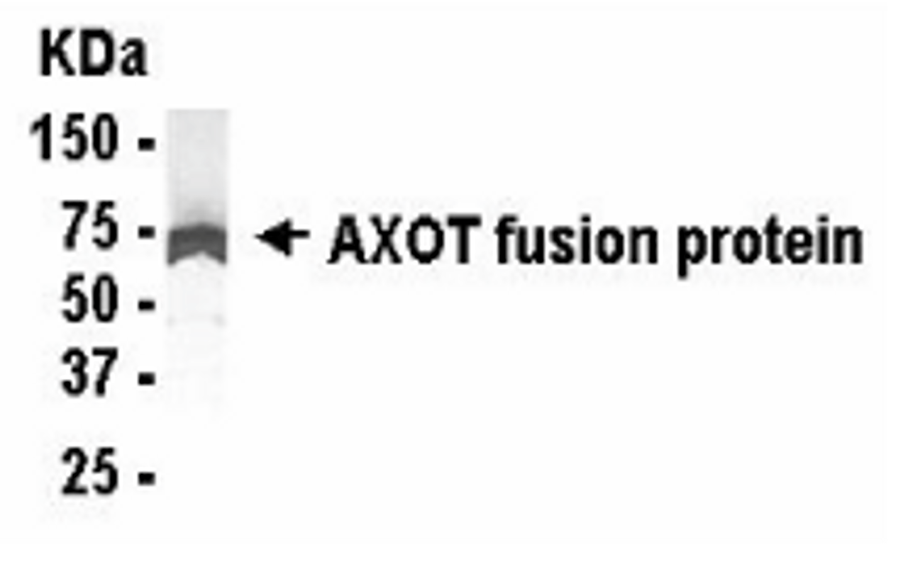 Western Blot: E coli-derived fusion protein as test antigen. XW-7050 dilution: 1:2, 000.