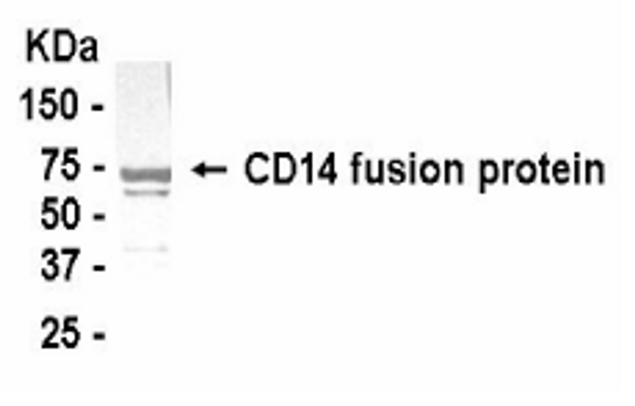 Western Blot: E coli-derived fusion protein as test antigen. XW-7083 dilution: 1:2000, Goat anti-IgY-HRP dilution: 1:1, 000.