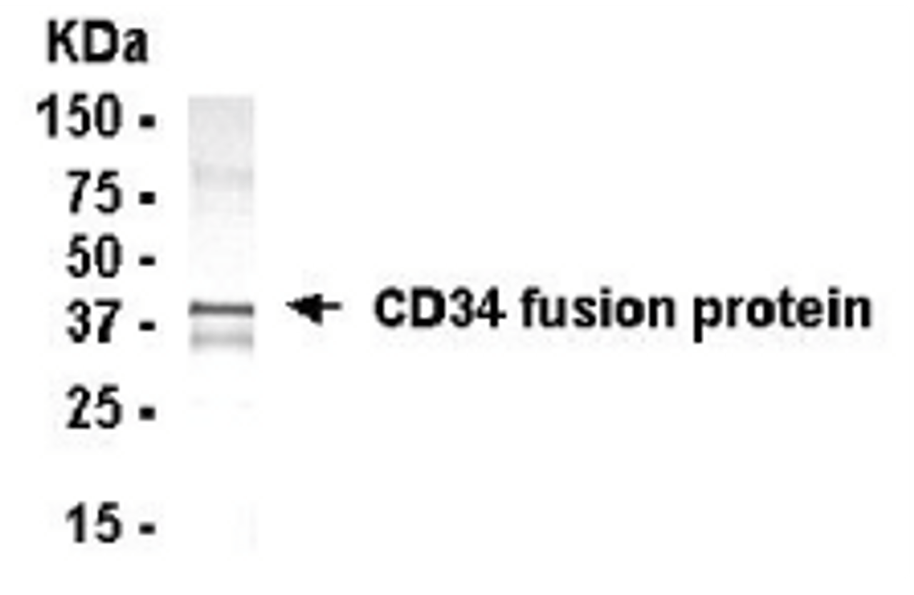 Western blot analysis of E coli derived fusion protein using XW-7087 at 1/2000.