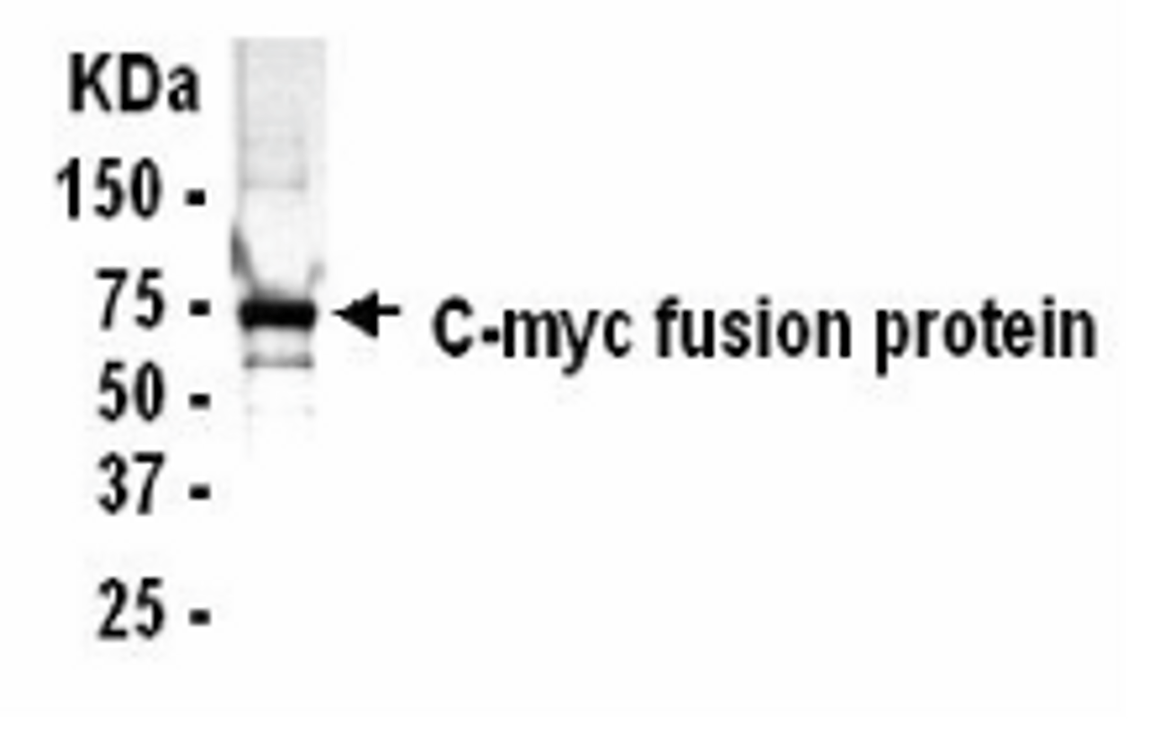 Western Blot: E coli-derived c-Myc fusion protein as test antigen. Affi-pure IgY dilution: 1:2000, Goat anti-IgY-HRP dilution: 1:1000. Colorimetric method for signal development. Arrow points to c-Myc fusion protein.