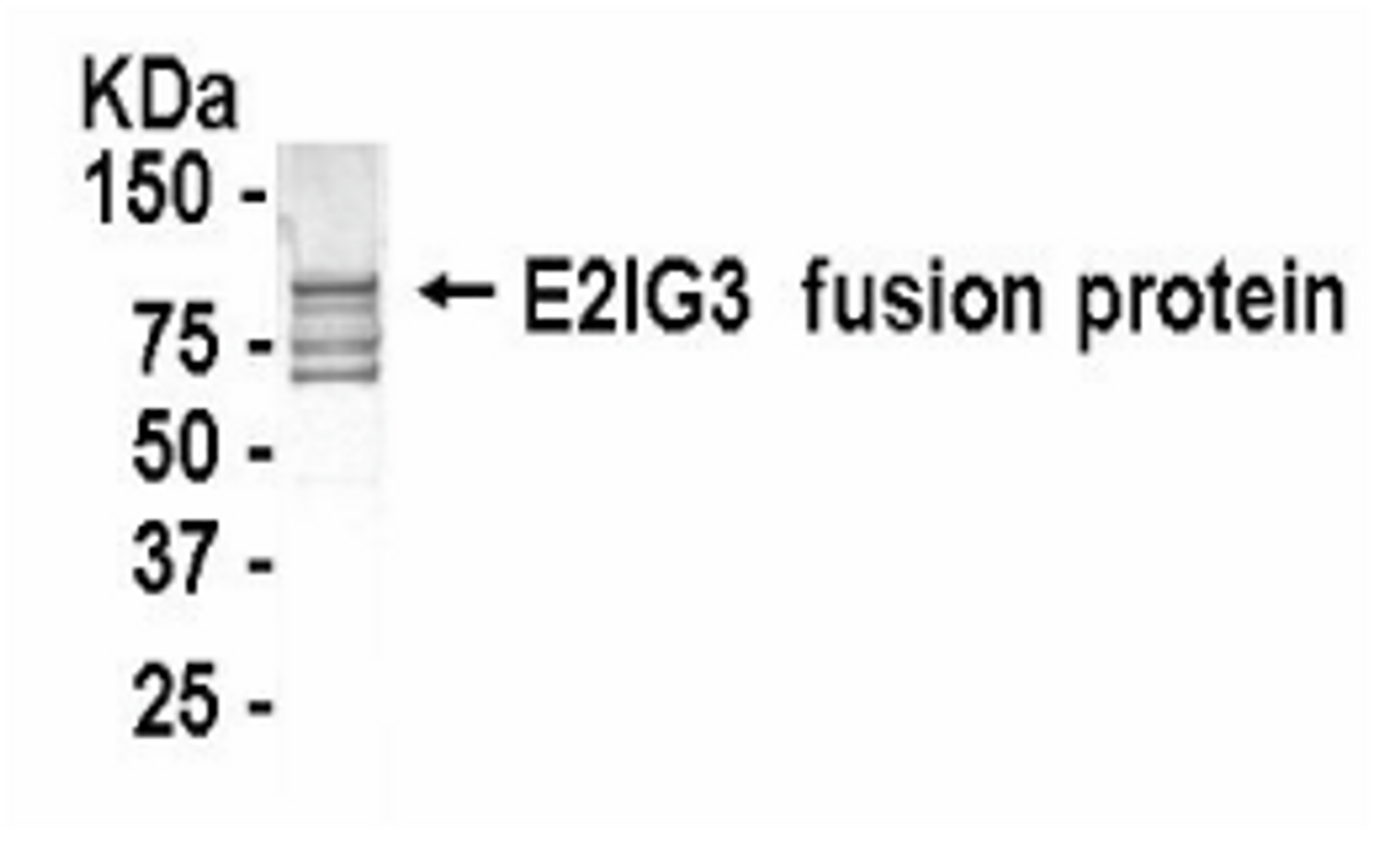 Western Blot: XW-7166 at a 1:2, 000 dilution. E coli-derived fusion protein as test antigen.