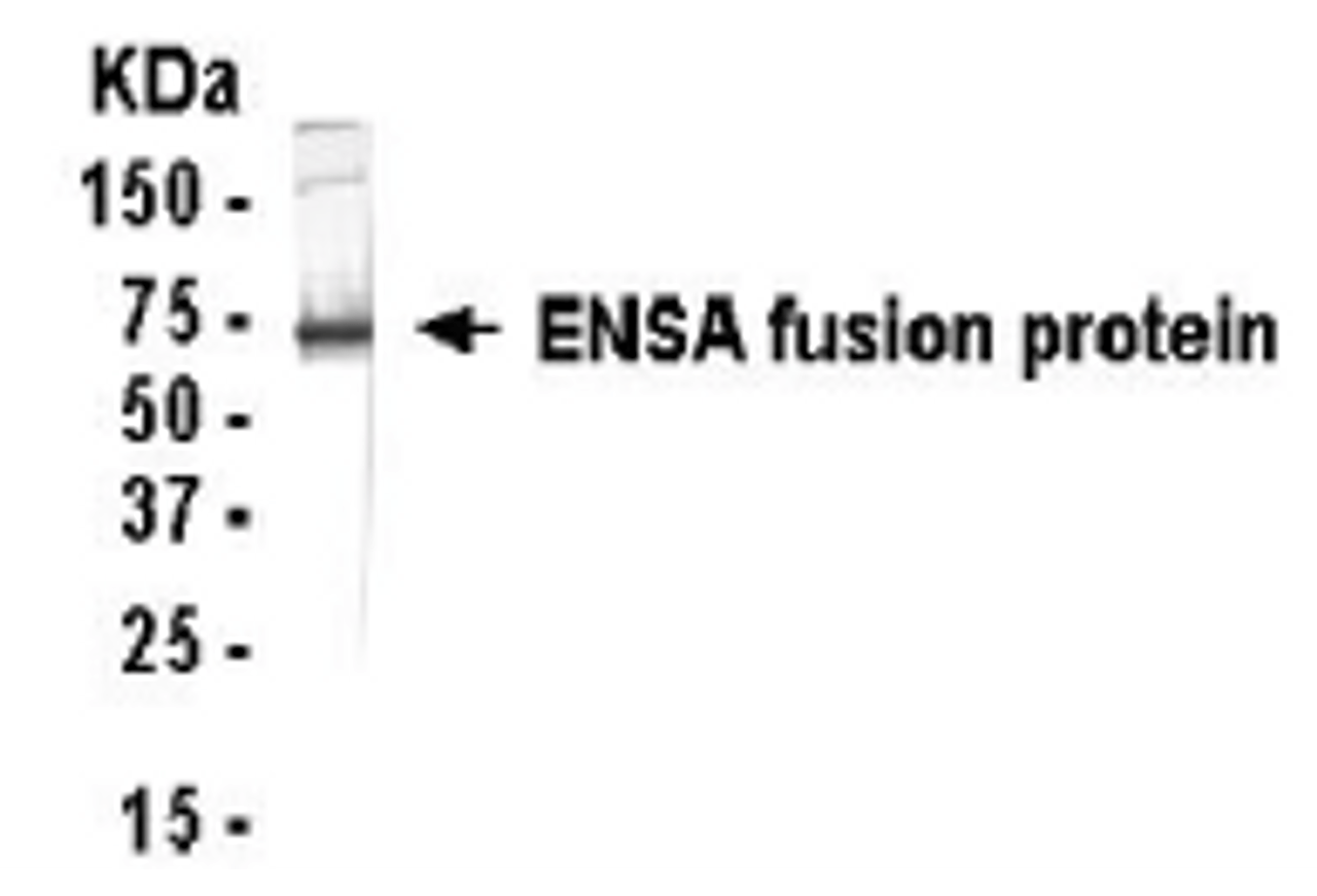 Western Blot: E coli-derived fusion protein as test antigen. XW-7177 dilution: 1:2, 000.