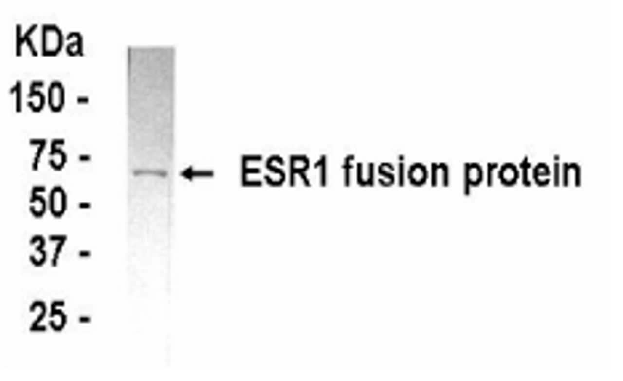 Western Blot: XW-7187 dilution: 1:2, 000 detecting E coli-derived fusion protein.