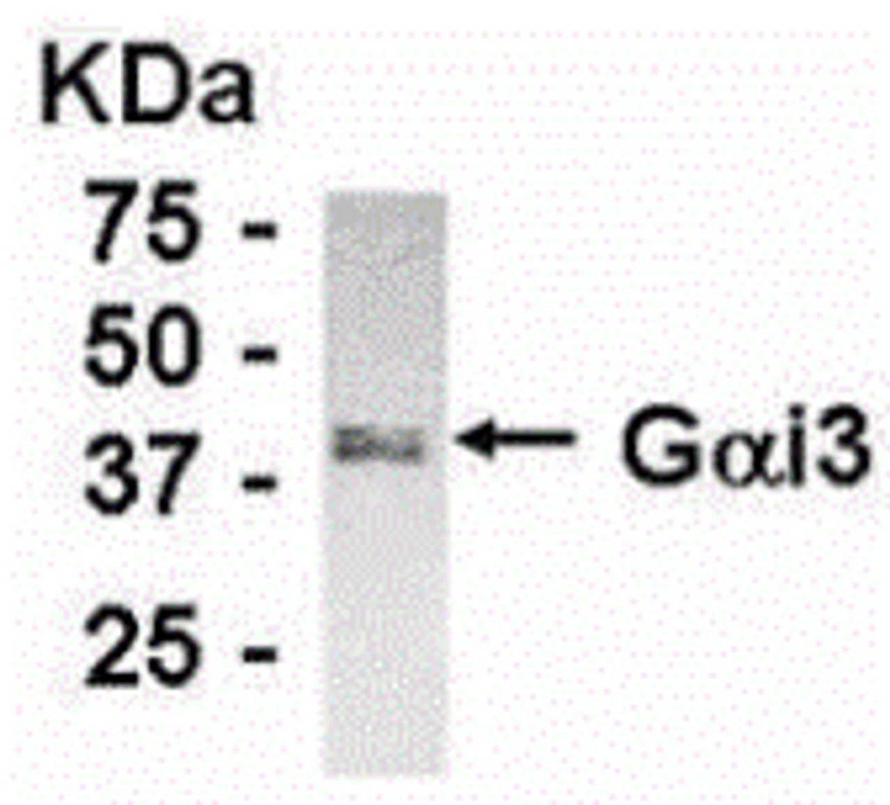 Western blot detection of endogenous Gai3 protein in normal rat kidney cell line. Anti-Gai3 IgY dilution: 1:1000; goat anti-IgY Fc-HRP: 1:10, 000.