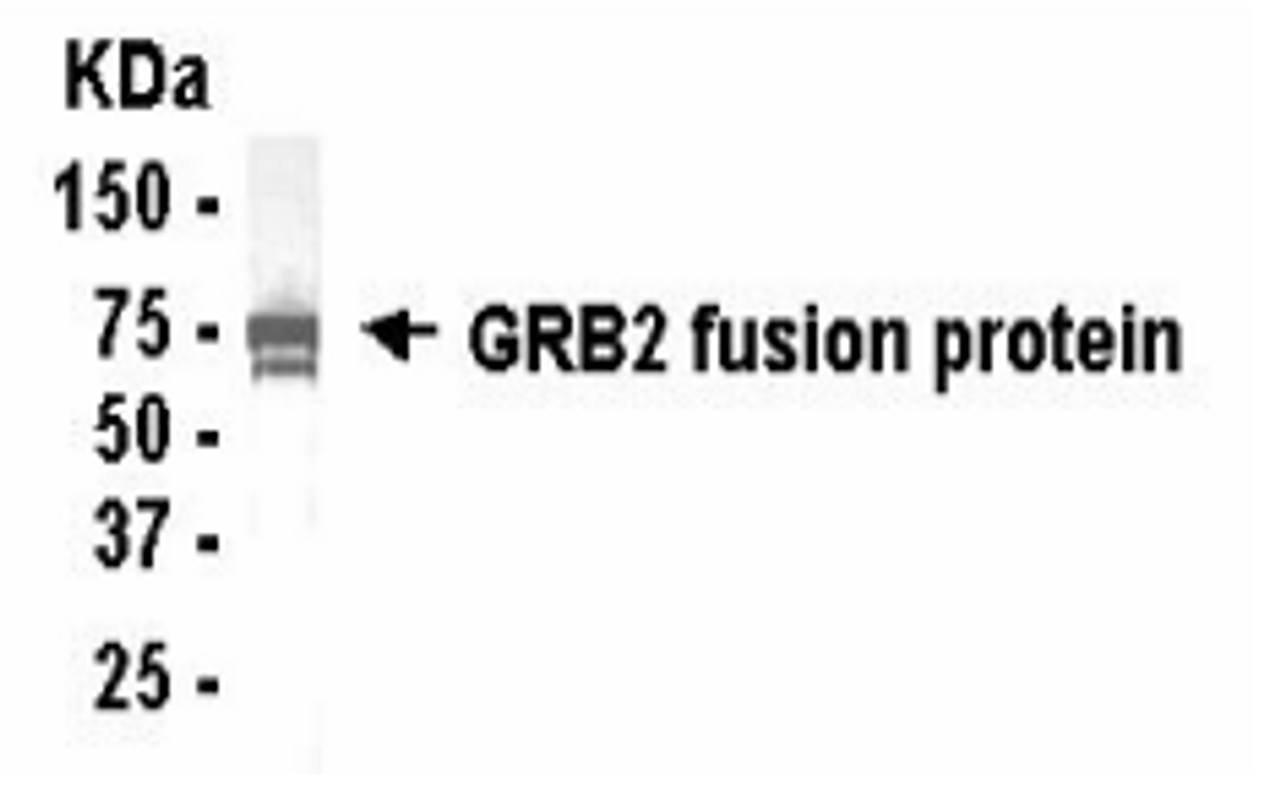 Western Blot of of GRB2 antibody. E coli derived fusion protein as test antigen. XW-7229 dilution: 1:2000. Colorimetric method for signal development.