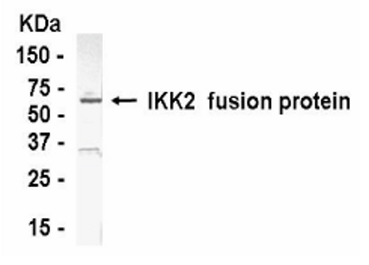 Western blot of IKK beta antibody (XW-7282) . Predicted band size : 84 kDa. E. coli derived fusion protein as test antigen. XW-7282 dilution: 1:2000.
