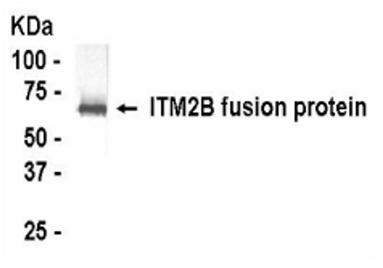 Western blot detection of ITM2B (N-60) antibody.