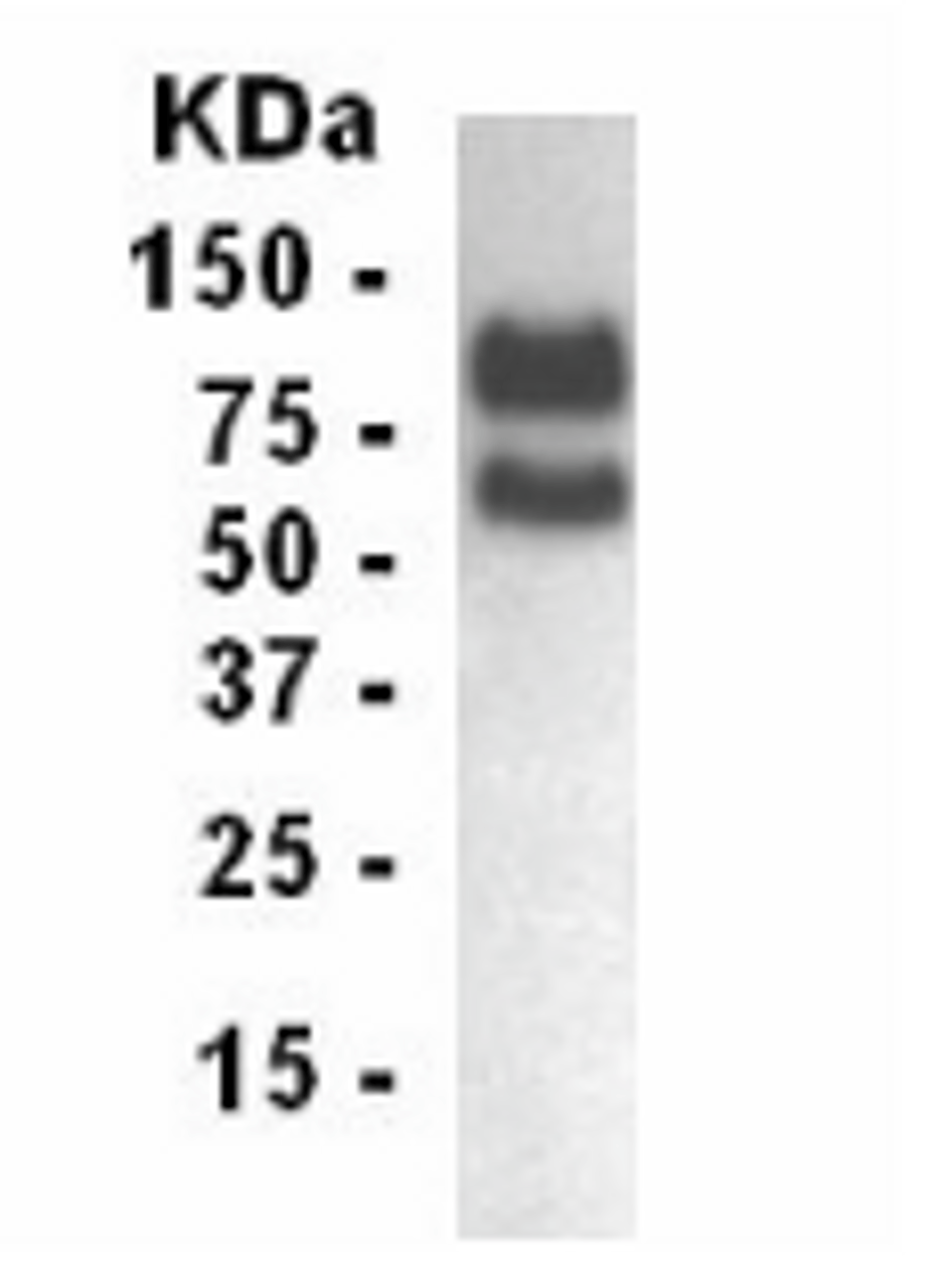 Western blot of LDLR antibody. Transiently transfected 293 cells probed with XW-7339.