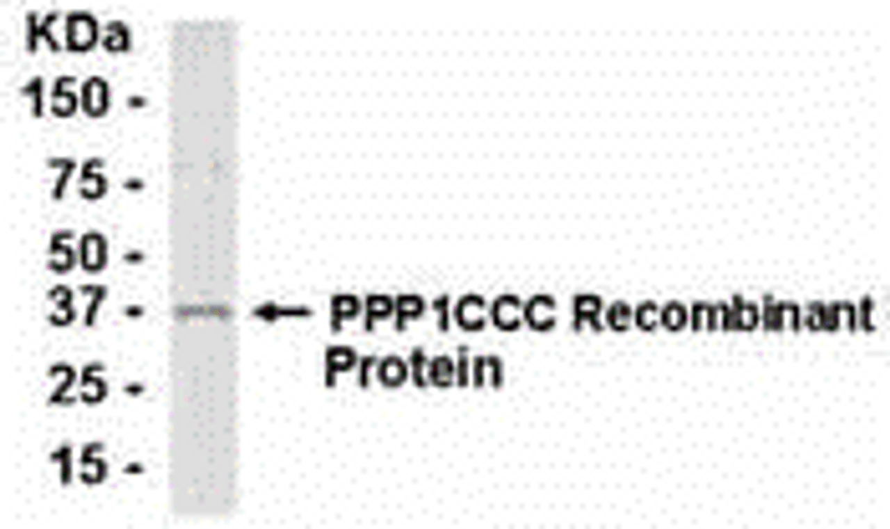E coli-derived recombinant protein as test antigen. Affinity-purified IgY dilution: 1:2000, Goat anti-IgY-HRP dilution: 1:1000. Colorimetric method for signal development.