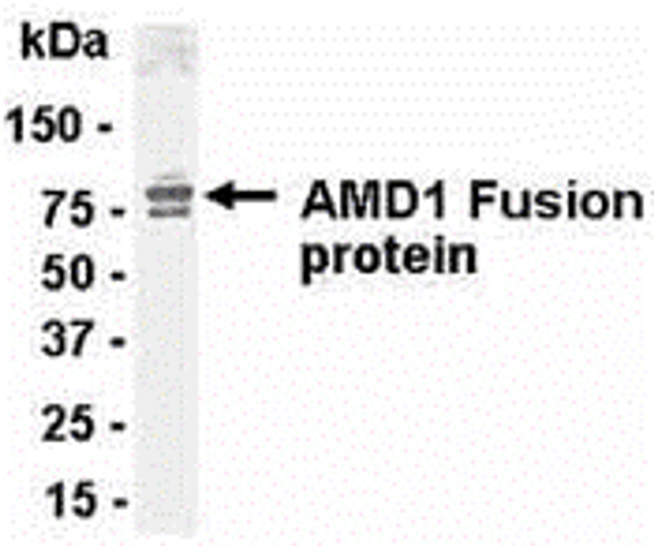Direct Elisa Test. Protein as test antigen. Affi-pure IgY as primary antibody and Goat anti-IgY HRP as 2nd antibody. Fixed amount of antigen (5 ug/mL) and serial dilutions of antibody.