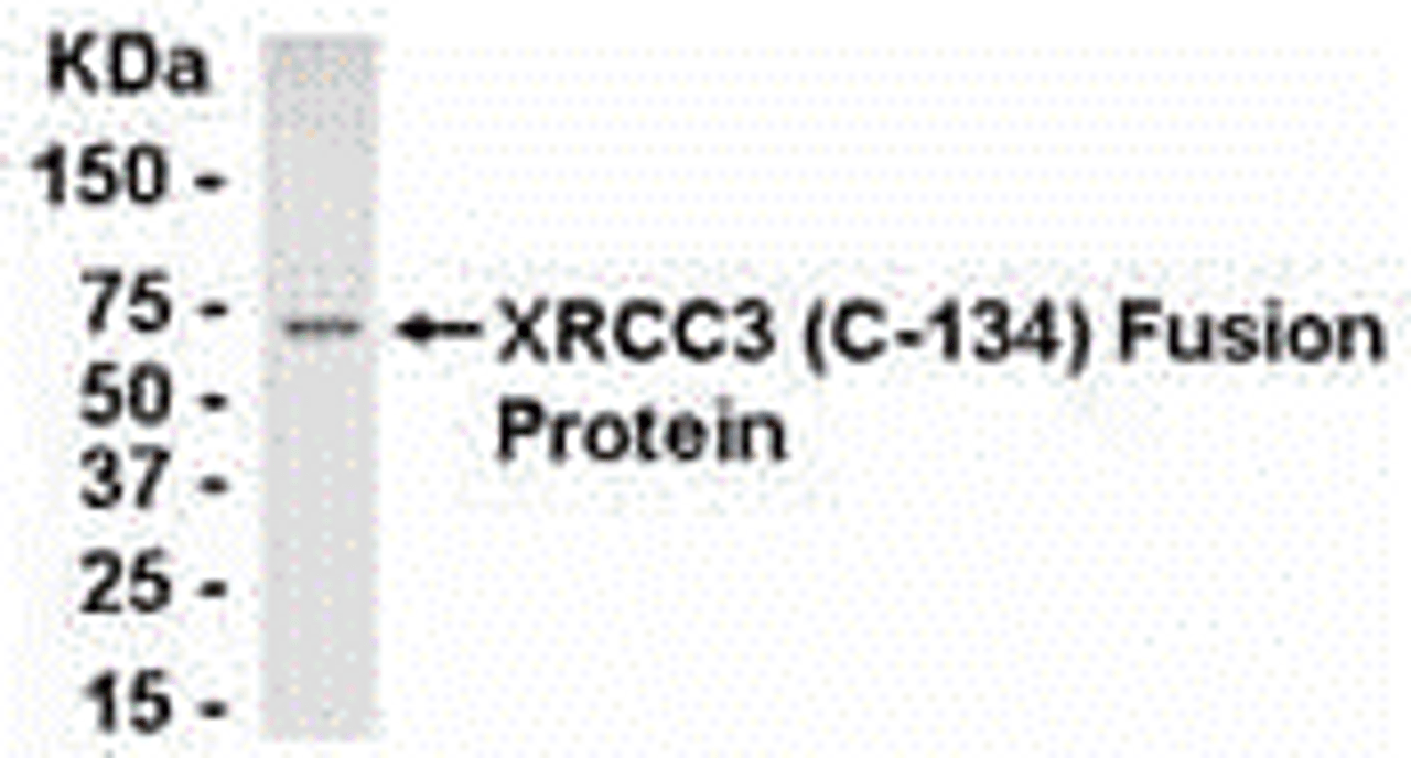 Direct Elisa Test. Protein as test antigen. Affi-pure IgY as primary antibody and Goat anti-IgY HRP as 2nd antibody. Fixed amount of antibody (1 ug/mL) and serial dilutions of antigen. <br><br>E coli-derived fusion protein as test antigen. Affinity-purified IgY dilution: 1:2000, Goat anti-IgY-HRP dilution: 1:1000. Colorimetric method for signal development.