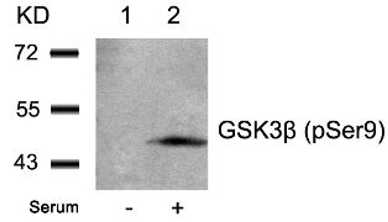 Western blot analysis of lysed extracts from 293 cells untreated (Lane 1) or treated with serum (lane 2) using GSK3&#946; (Phospho-Ser9) .