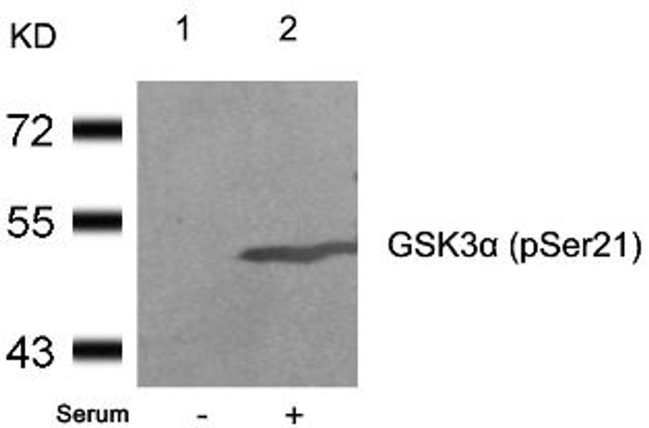 Western blot analysis of lysed extracts from 293 cells untreated (Lane 1) or treated with serum (lane 2) using GSK3&#945; (Phospho-Ser21) .