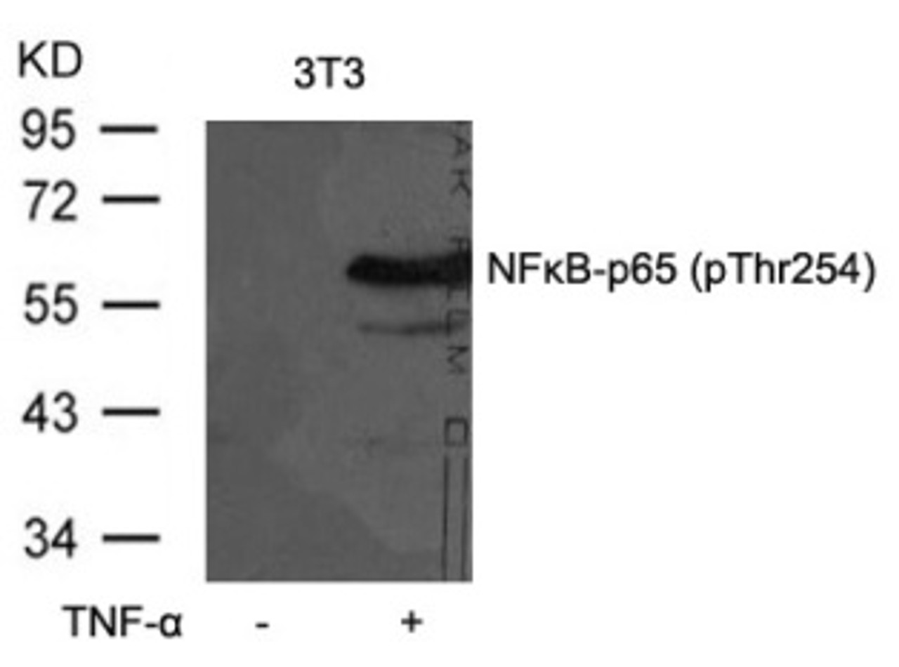 Western blot analysis of lysed extracts from 3T3 cells untreated or treated with TNF-&#945; using NF&#954;B-p65 (Phospho-Thr254) .