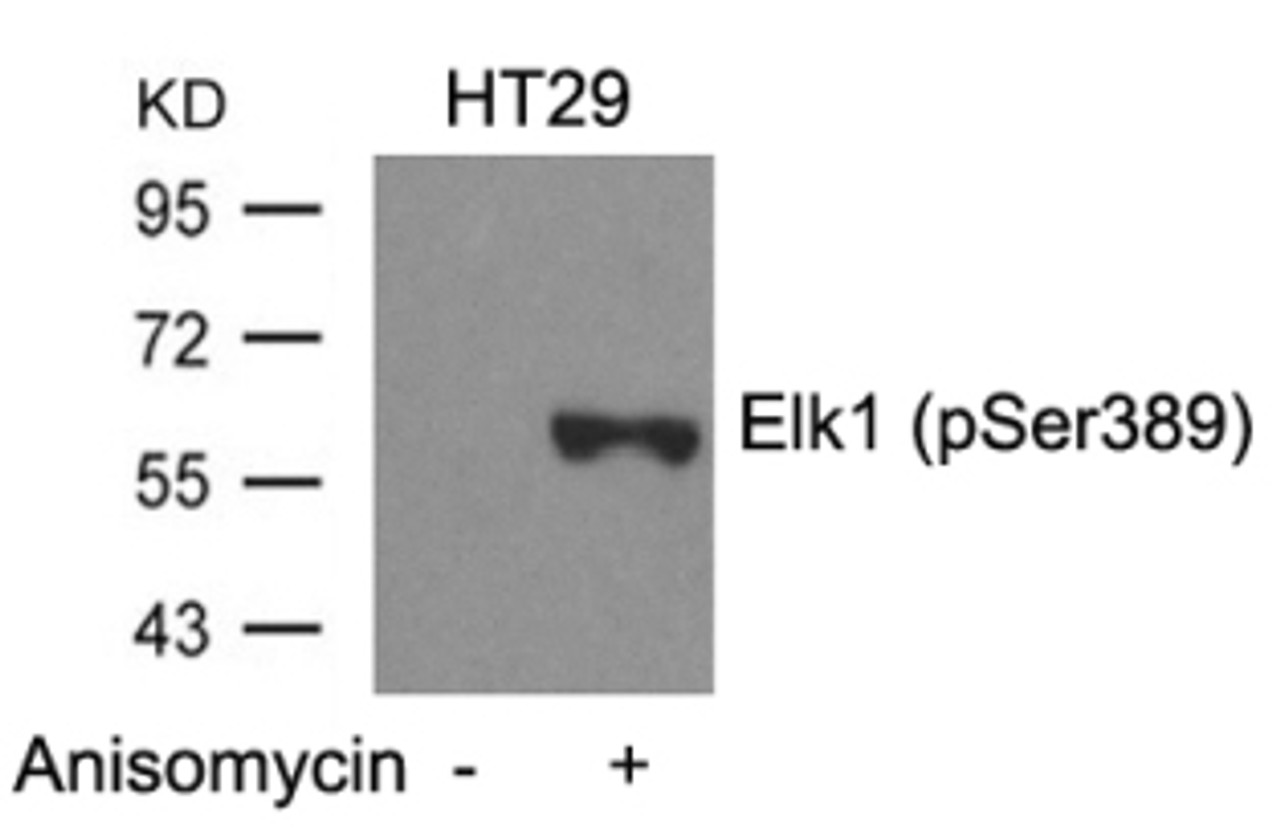 Western blot analysis of lysed extracts from HT29 cells untreated or treated with Anisomycin using Elk1 (Phospho-Ser389) .