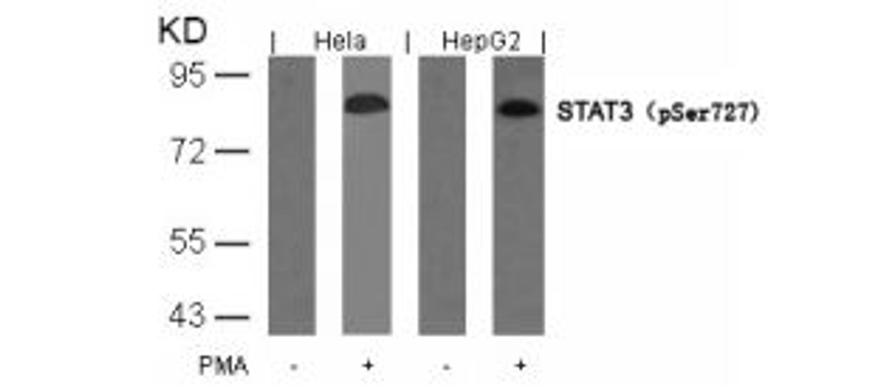 Western blot analysis of lysed extracts from HeLa and HepG2 cells untreated or treated with PMA using STAT3 (Phospho-Ser727) .