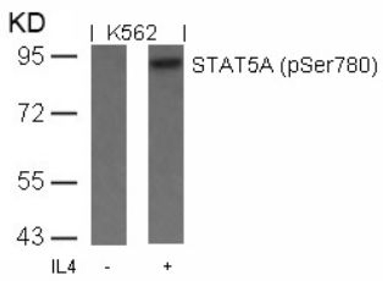 Western blot analysis of lysed extracts from K562 cells untreated or treated with IL-4 using STAT5A (Phospho-Ser780) .