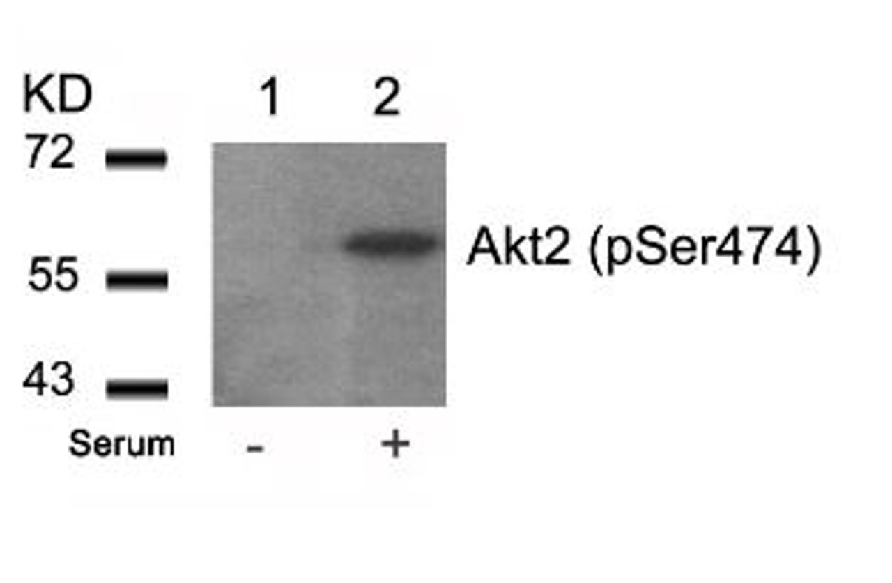 Western blot analysis of lysed extracts from 293 cells untreated (Lane 1) or treated with serum (lane 2) using Akt2 (Phospho-Ser474) .